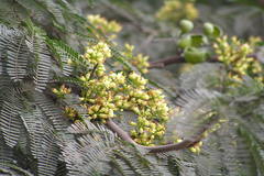 Caesalpinia coriaria
